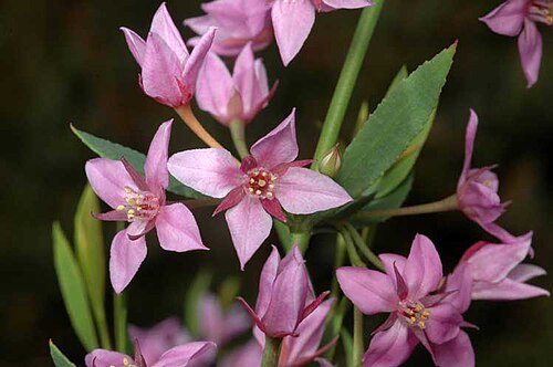 Boronia barkeriana: Flowers and leaves of Boronia barkeriana in the Australian National Botanic Gardens