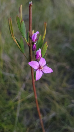 Boronia barkeriana (Boronia barkeriana)