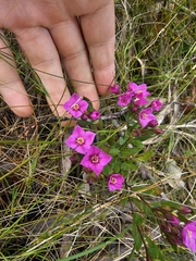 Boronia barkeriana (Boronia barkeriana)