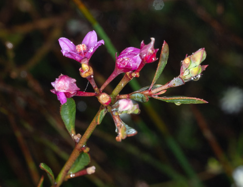 Boronia barkeriana (Boronia barkeriana)