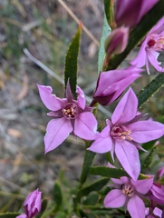 Boronia barkeriana (Boronia barkeriana)