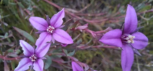 Boronia barkeriana (Boronia barkeriana)