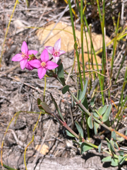 Boronia barkeriana (Boronia barkeriana)