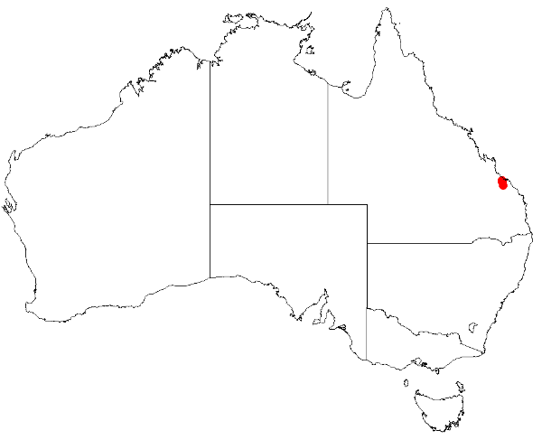 Boronia bella: Boronia bella Occurrence data from Australasian Virtual Herbarium downloaded 8 April 2019 using DOI https://doi.org/10.26197/5caadda633168