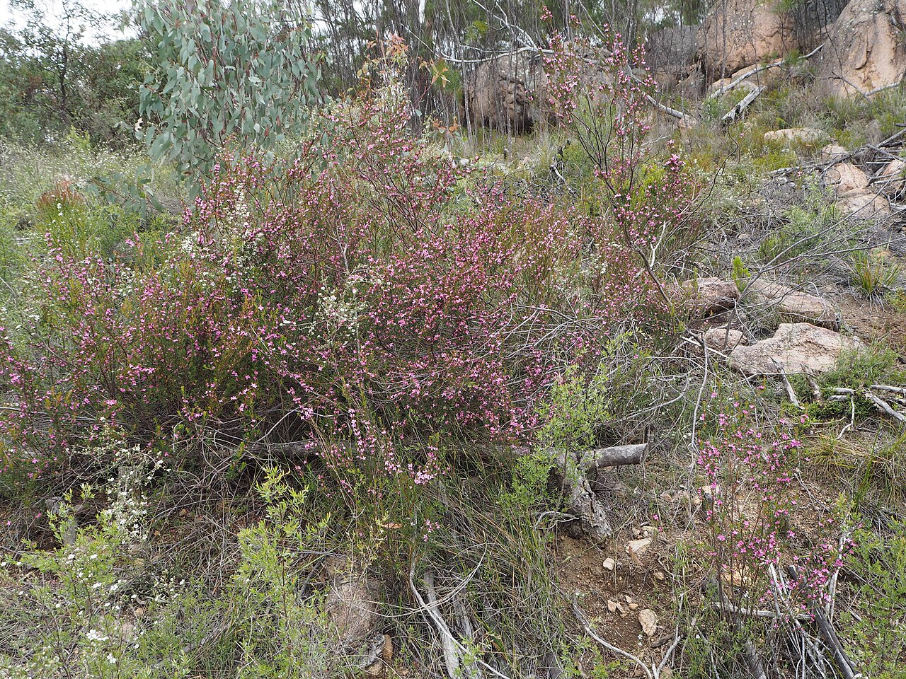 Boronia boliviensis: Boronia boliviensis growing in the Bolivia Hill Nature Reserve near the Peru Track