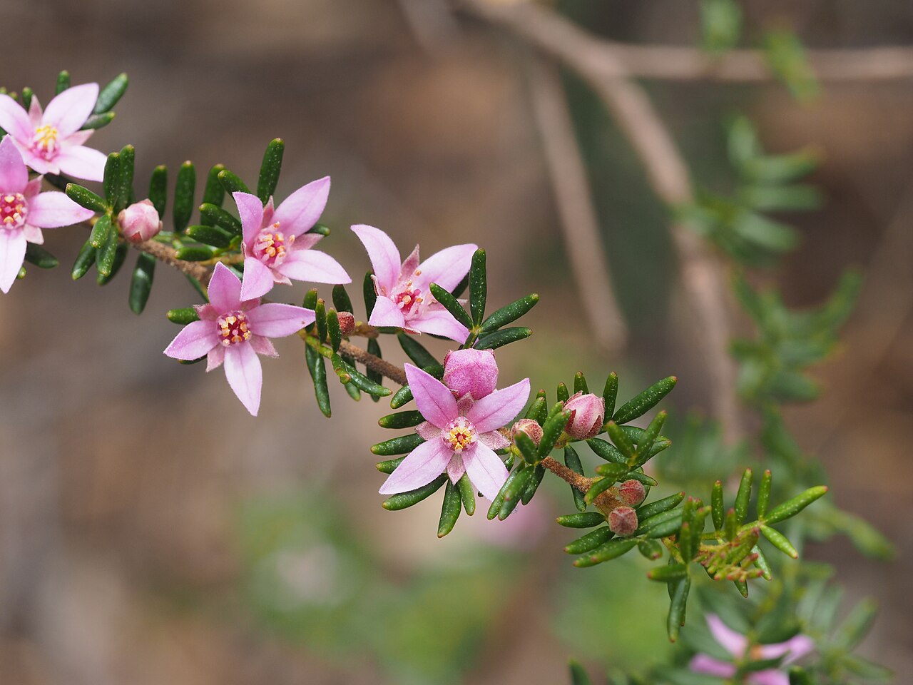 Boronia boliviensis: Boronia boliviensis growing in the Bolivia Hill Nature Reserve near the Peru Track
