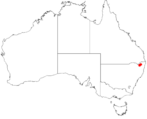 Boronia boliviensis: Boronia boliviensis Occurrence data from Australasian Virtual Herbarium downloaded 8 April 2019 using DOI https://doi.org/10.26197/5caadda633168