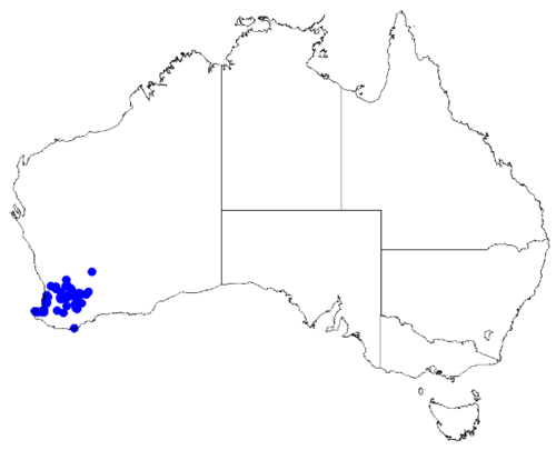 Boronia capitata: Boronia capitata occurrence data downloaded from Australasian Virtual Herbarium 10 April 2019 using doi: https://doi.org/10.26197/5cacda08e37d9 This download in
