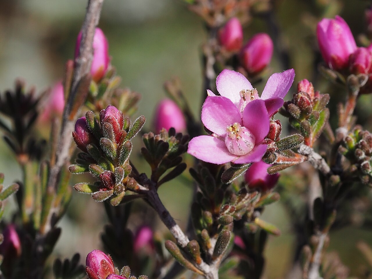 Boronia capitata: Flowers and foliage of Boronia capitata