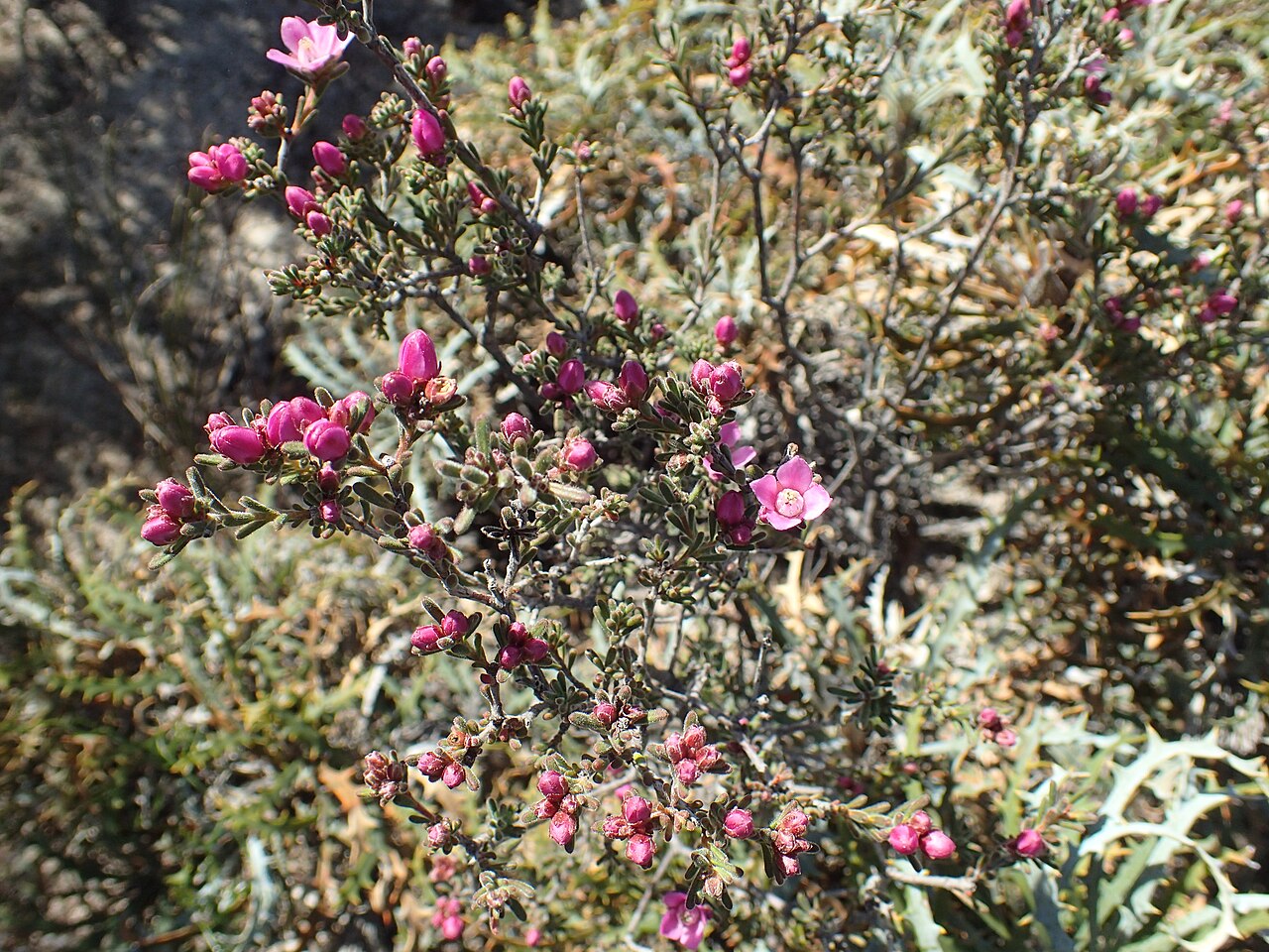 Boronia capitata: Habit of Boronia capitata