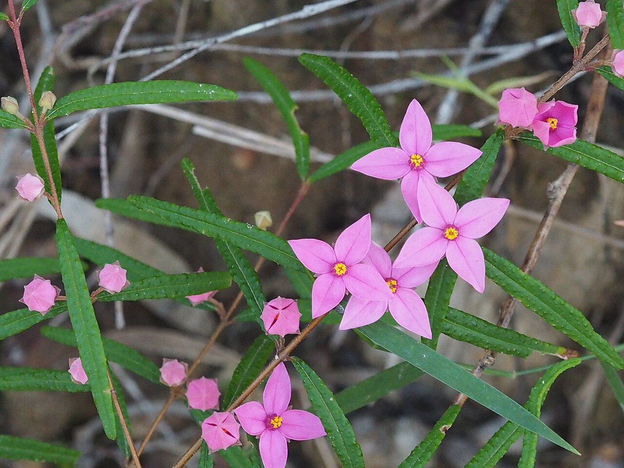 Boronia chartacea: Boronia chartacacea in the Fortis Creek National Park