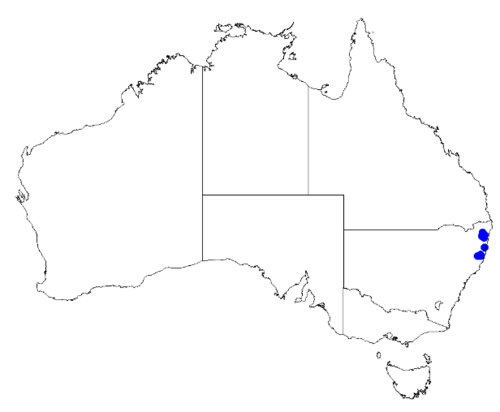 Boronia chartacea: Boronia chartacea occurrence data downloaded from Australasian Virtual Herbarium 10 April 2019 using doi: https://doi.org/10.26197/5cacda08e37d9 This download i