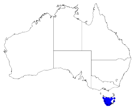 Boronia citriodora: Boronia citriodora occurrence data downloaded from Australasian Virtual Herbarium 10 April 2019 using doi: https://doi.org/10.26197/5cacda08e37d9 This download 