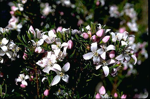 Boronia citriodora: Boronia citriodora subsp. paulwilsonii at The Needles, Tasmania