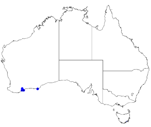 Boronia clavata: Boronia clavata occurrence data downloaded from Australasian Virtual Herbarium 10 April 2019 using doi: https://doi.org/10.26197/5cacda08e37d9 This download inc
