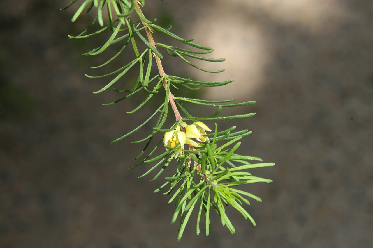 Boronia clavata: Location taken: Longwood Gardens, Kennett Square, Pennsylvania.. Names: Boronia clavata 'Heather Wand' Paul G.Wilson, Heather Wand Boroni Classification: Planta