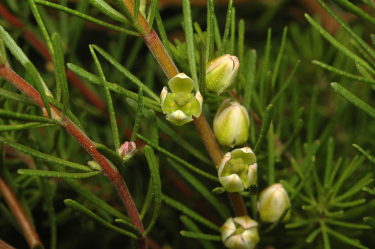 Boronia clavata: Foliage and flowers of Boronia clavata in Kings Park Botanic Gardens, Perth