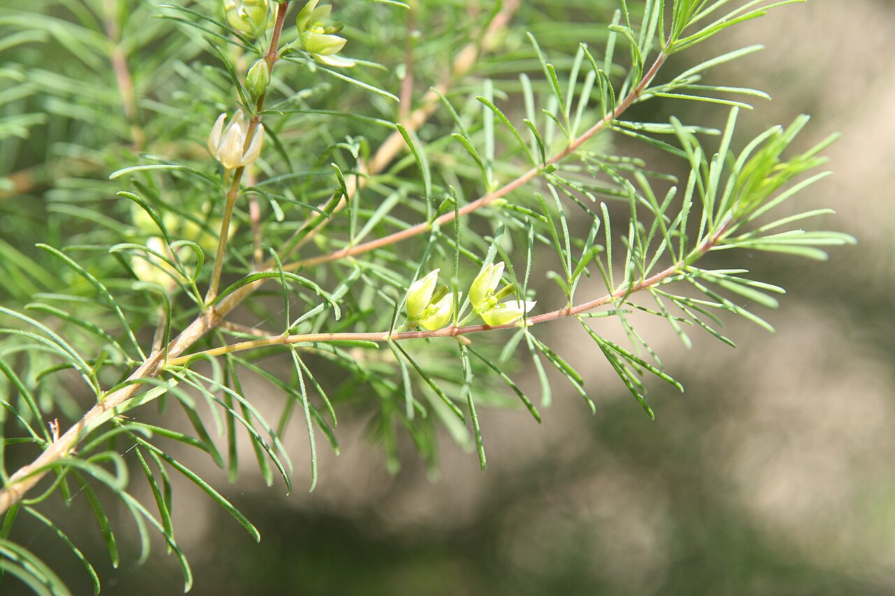 Boronia clavata: Location taken: Longwood Gardens, Kennett Square, Pennsylvania.. Names: Boronia clavata 'Heather Wand' Paul G.Wilson, Heather Wand Boroni Classification: Planta