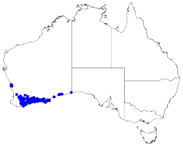 Boronia crassifolia: Boronia crassifolia occurrence data downloaded from Australasian Virtual Herbarium 10 April 2019 using doi: https://doi.org/10.26197/5cacda08e37d9 This download