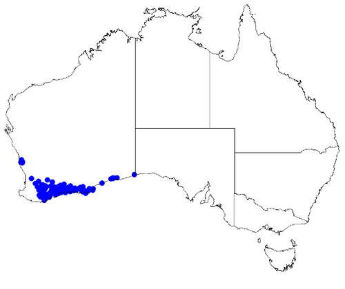 Boronia crassifolia: Boronia crassifolia occurrence data downloaded from Australasian Virtual Herbarium 10 April 2019 using doi: https://doi.org/10.26197/5cacda08e37d9 This download