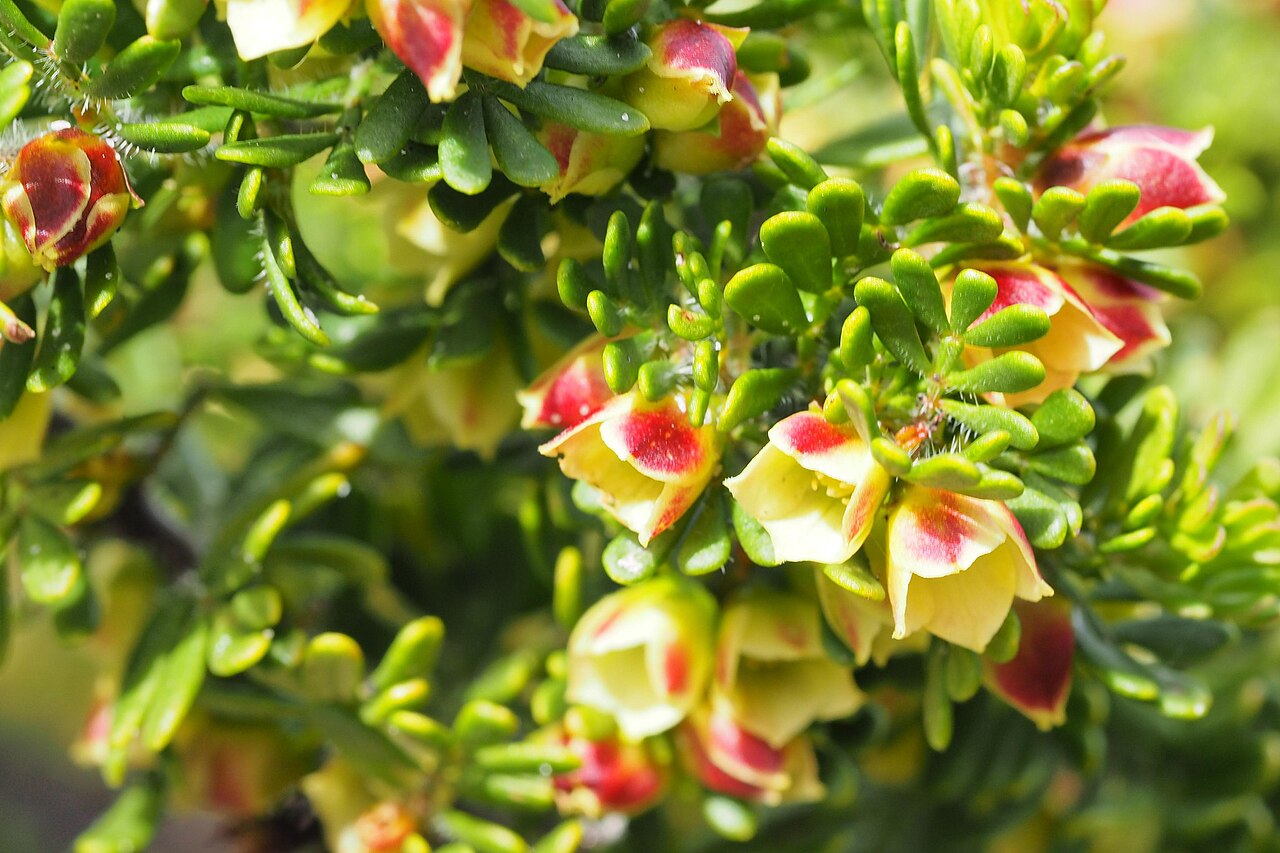 Boronia crassifolia: Boronia crassifolia near Hamersley Inlet