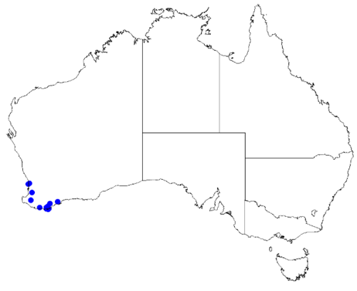 Boronia crassipes: Boronia crassipes occurrence data downloaded from Australasian Virtual Herbarium 10 April 2019 using doi: https://doi.org/10.26197/5cacda08e37d9 This download i