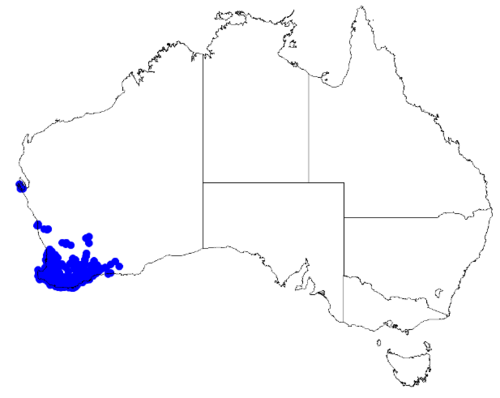 Boronia crenulata: Boronia crenulata occurrence data downloaded from Australasian Virtual Herbarium 10 April 2019 using doi: https://doi.org/10.26197/5cacda08e37d9 This download i