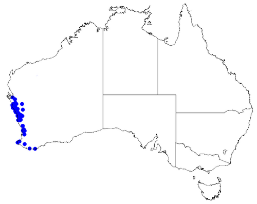Boronia cymosa: Boronia cymosa occurrence data downloaded from Australasian Virtual Herbarium 10 April 2019 using doi: https://doi.org/10.26197/5cacda08e37d9 This download incl