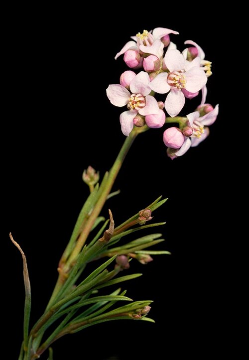 Boronia cymosa: Flowers and foliage of Boronia cymosa in the Australian National Botanic Gardens