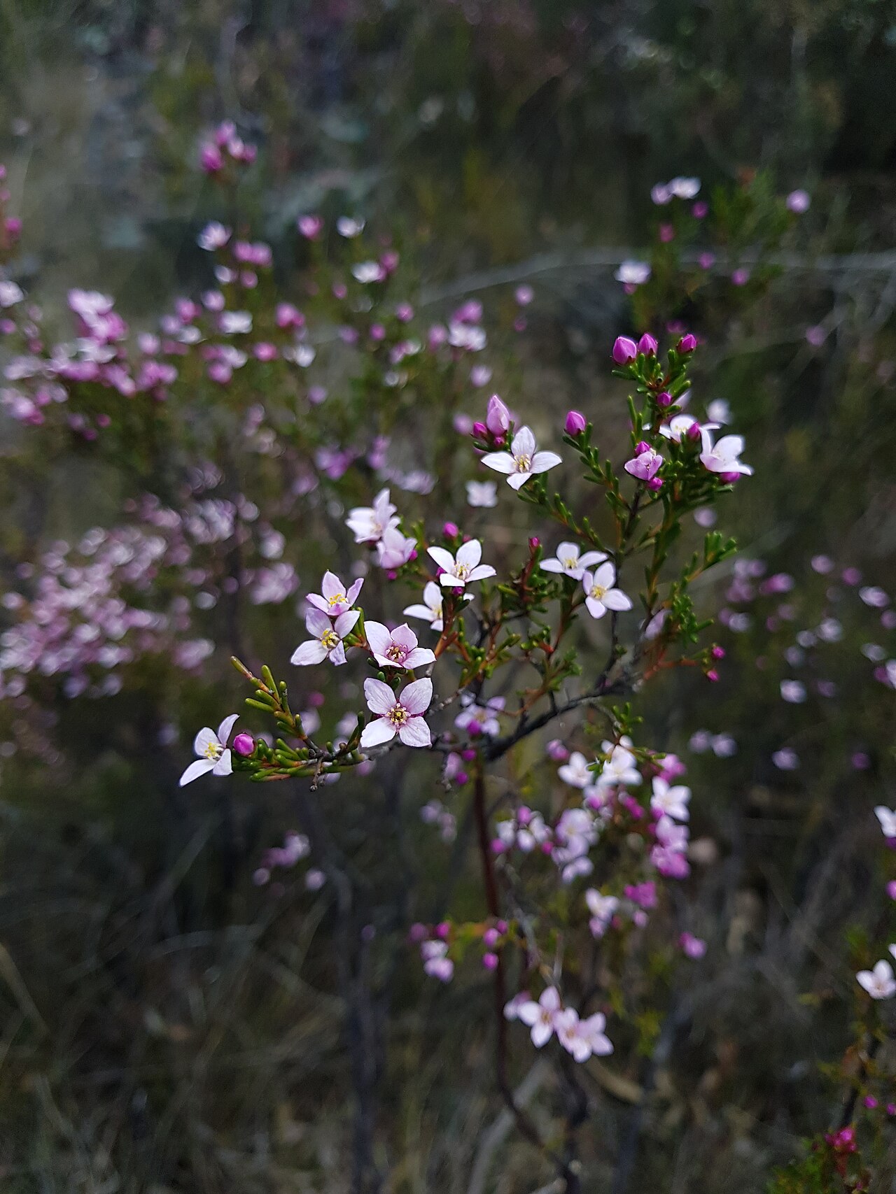 Deane's boronia: Boronia deanei as observed on Newnes Plateau, NSW.