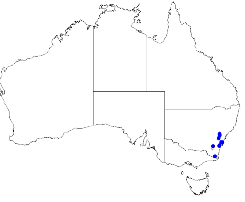 Deane's boronia: Boronia deanei occurrence data downloaded from Australasian Virtual Herbarium 10 April 2019 using doi: https://doi.org/10.26197/5cacda08e37d9 This download incl