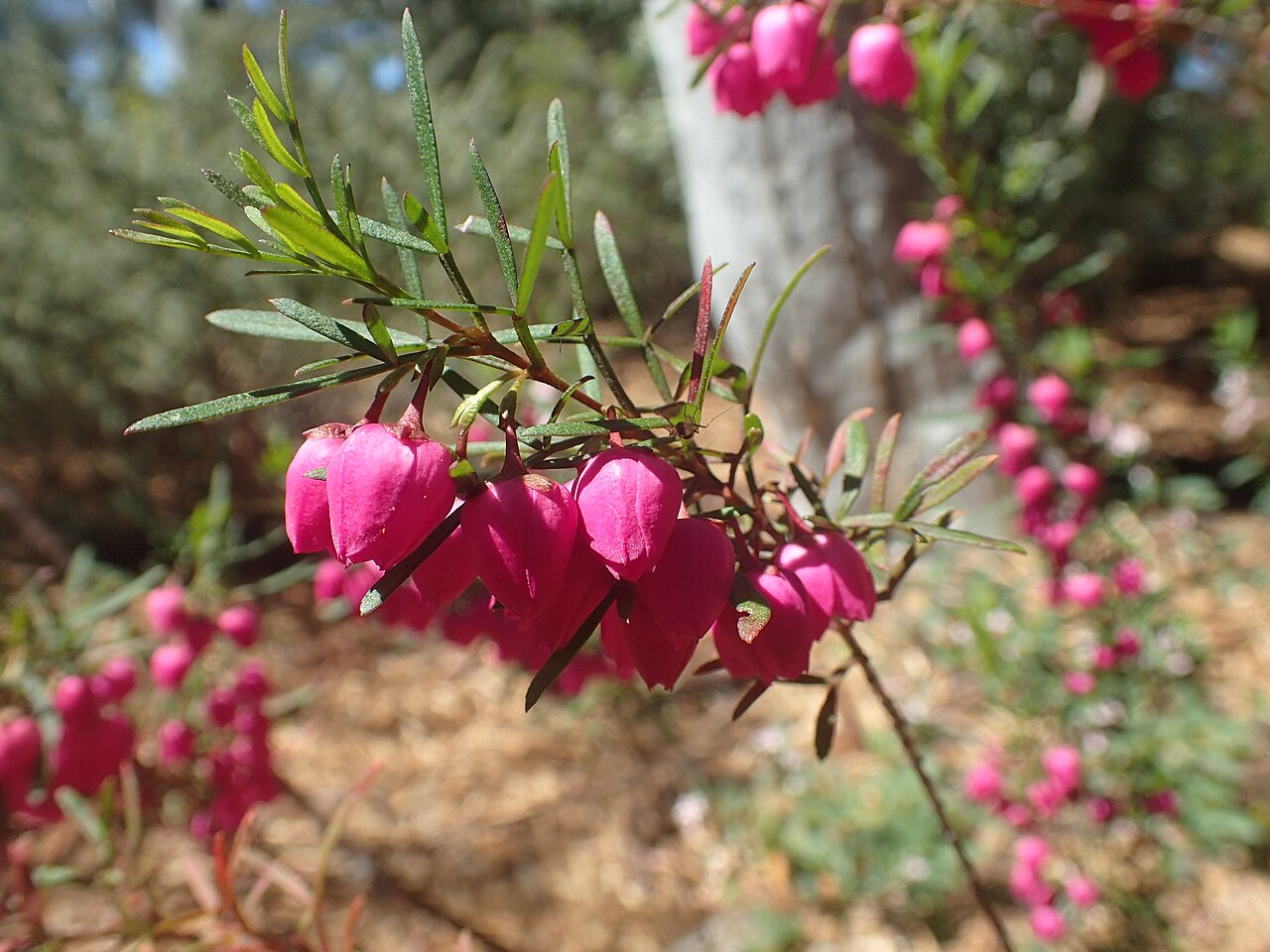 Deane's boronia: Boronia deanei in the ANBG