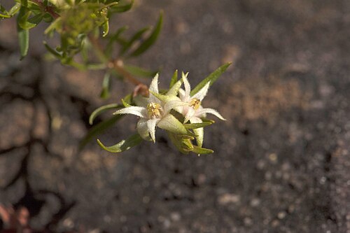 Boronia decumbens: Boronia decumbens near Ferny Gully in Kakadu National Park