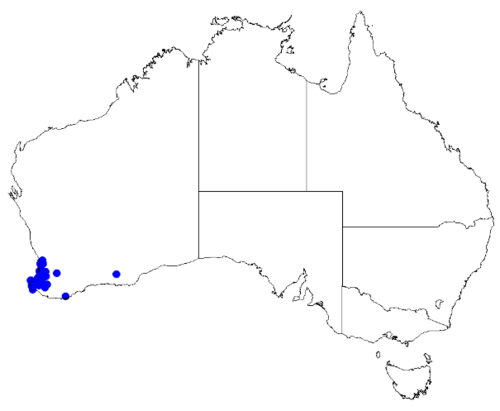 Boronia dichotoma: Boronia dichotoma occurrence data downloaded from Australasian Virtual Herbarium 10 April 2019 using doi: https://doi.org/10.26197/5cacda08e37d9 This download i