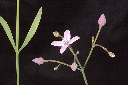 Boronia dichotoma: Boronia dichotoma in the Australian National Botanic Gardens