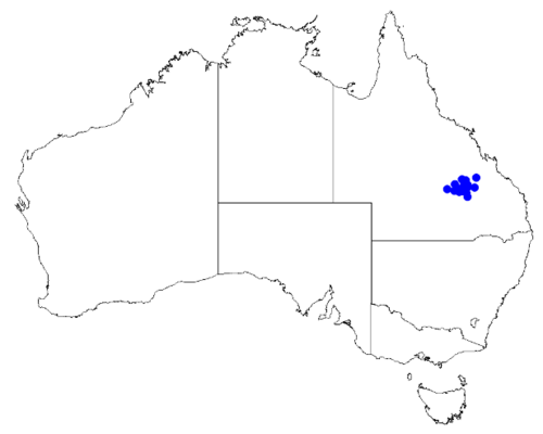 Boronia duiganiae: Boronia duiganiae occurrence data downloaded from Australasian Virtual Herbarium 10 April 2019 using doi: https://doi.org/10.26197/5cacda08e37d9 This download i
