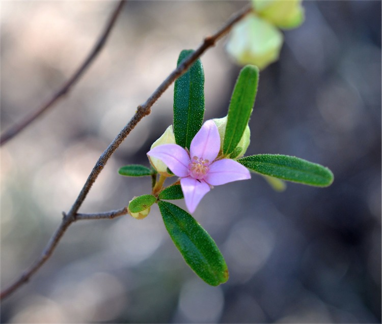 Boronia duiganiae: Boronia duiganiae at Carnarvon Station Reserve. c. 600 m west of the SWER track, c. 400 m before the turn near the edge of the escarpment, Queensland
