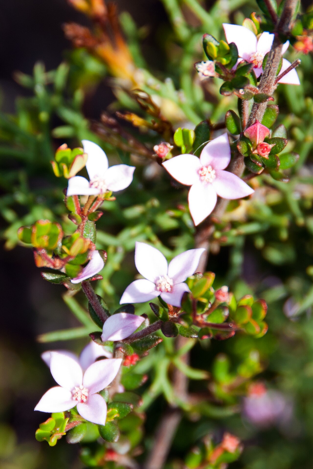 Island boronia: island boronia Boronia edwardsii