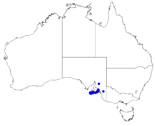 Island boronia: Boronia edwardsii occurrence data downloaded from Australasian Virtual Herbarium 10 April 2019 using doi: https://doi.org/10.26197/5cacda08e37d9 This download i