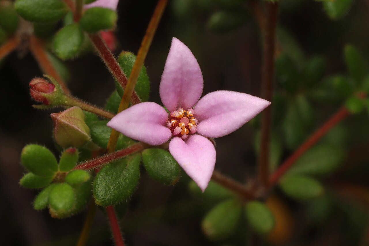 Island boronia: Island Boronia ( Boronia edwardsii ) in Australia