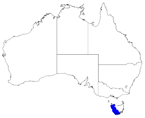Boronia elisabethiae: Boronia elisabethiae occurrence data downloaded from Australasian Virtual Herbarium 10 April 2019 using doi: https://doi.org/10.26197/5cacda08e37d9 This downloa