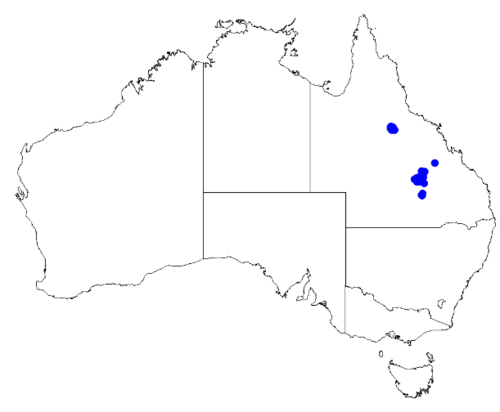 Boronia eriantha: Boronia eriantha occurrence data downloaded from Australasian Virtual Herbarium 10 April 2019 using doi: https://doi.org/10.26197/5cacda08e37d9 This download in