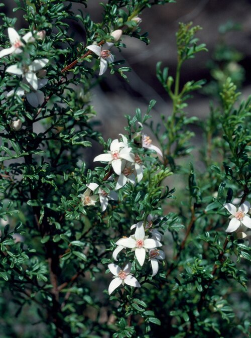 Boronia eriantha: Foliage and flowers of Boronia eriantha in the Salvator Rosa National Park, Major Mitchell Spring area, Queensland, Australia