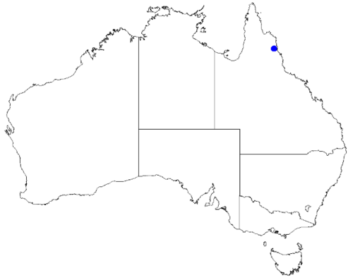 Boronia excelsa: Boronia excelsa occurrence data downloaded from Australasian Virtual Herbarium 10 April 2019 using doi: https://doi.org/10.26197/5cacda08e37d9 This download inc