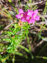 Boronia falcifolia (Boronia falcifolia)