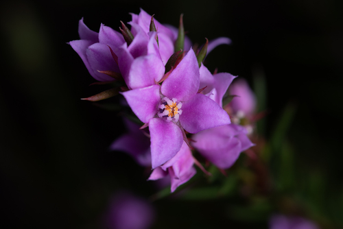 Boronia falcifolia (Boronia falcifolia)
