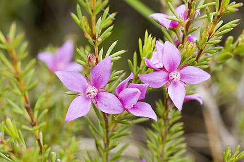 Boronia falcifolia: Foliage and flowers of Boronia falcifolia at Red Rocks, north of Coffs Harbour NSW