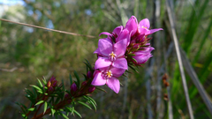 Boronia falcifolia (Boronia falcifolia)