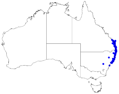 Boronia falcifolia: Boronia falcifolia occurrence data downloaded from Australasian Virtual Herbarium 10 April 2019 using doi: https://doi.org/10.26197/5cacda08e37d9 This download 