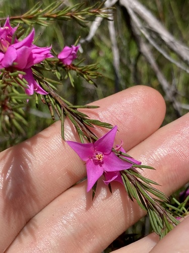 Boronia falcifolia (Boronia falcifolia)